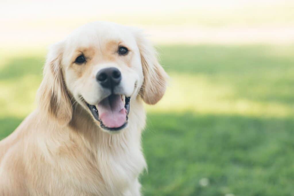 pet sitting services - golden retriever -Jackson Hole Pet Sitting